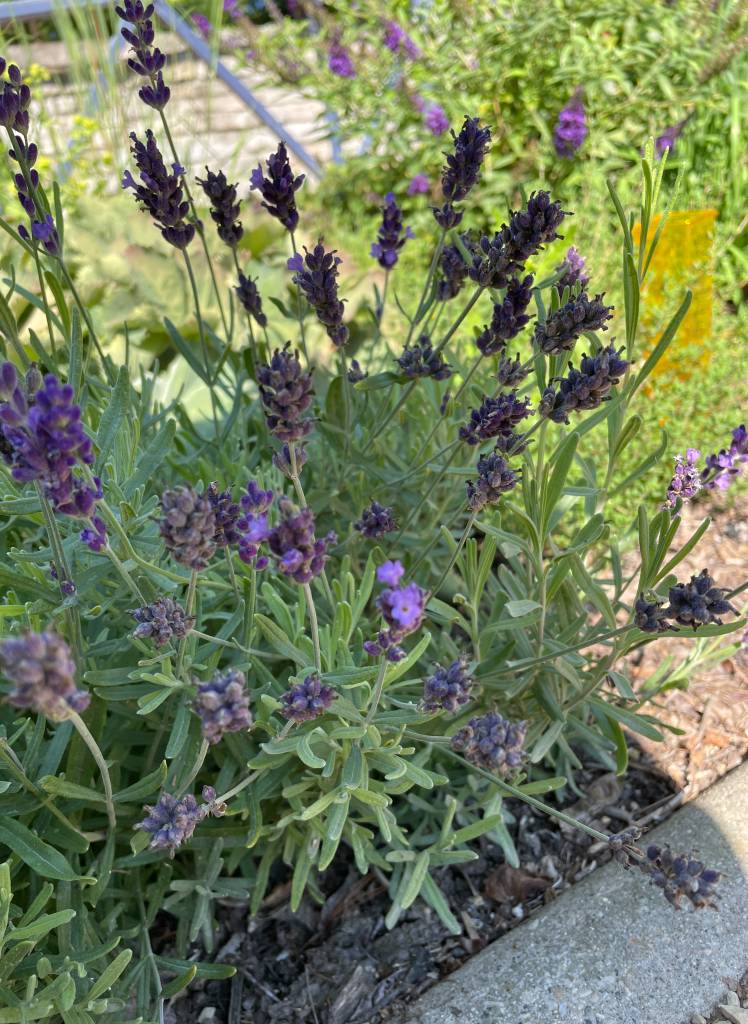 Plant name: Big Time Blue Lavender Lavandula angustifuloa 